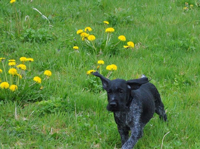 Hector 11 uger